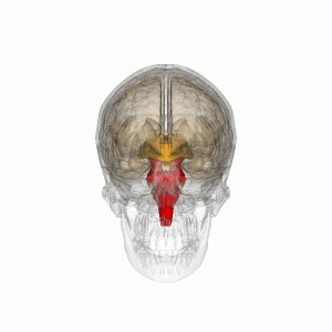 Brainstem[1]