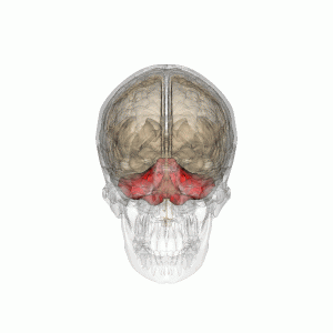 The Cerebellum