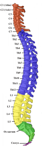 The Spine